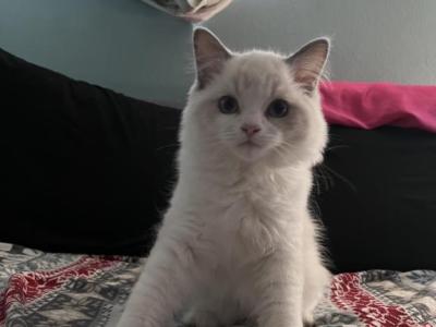 Male Ragdoll Kittens - Ragdoll - Gallery Photo #1