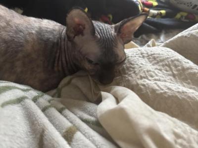 Meep - Sphynx - Gallery Photo #1