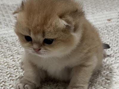 Coco - British Shorthair - Gallery Photo #1