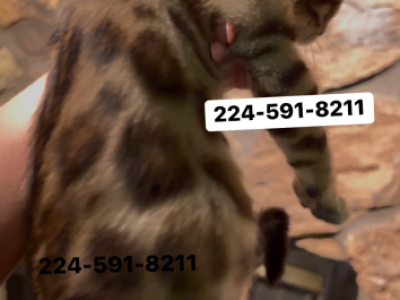 Bengal Kitten Silver Male - Bengal - Gallery Photo #1
