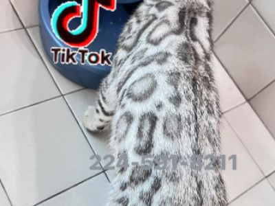Snow Lynx Bengal Kitten Female - Bengal - Gallery Photo #1