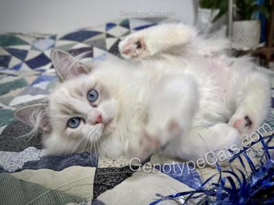 Egbert - Ragdoll - Gallery Photo #1