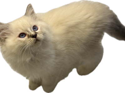Peaches Female Stripe Nose - Ragdoll - Gallery Photo #1