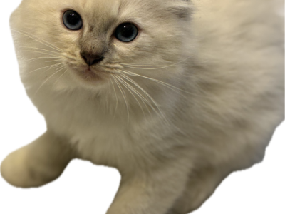 Peaches Lynx Point Male - Ragdoll - Gallery Photo #1