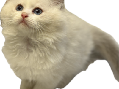 Peaches Bicolor Blue - Ragdoll - Gallery Photo #1