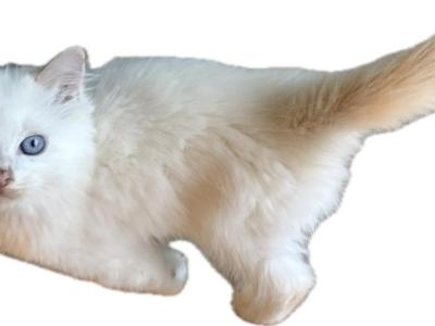 Peaches Flame Point - Ragdoll - Gallery Photo #1