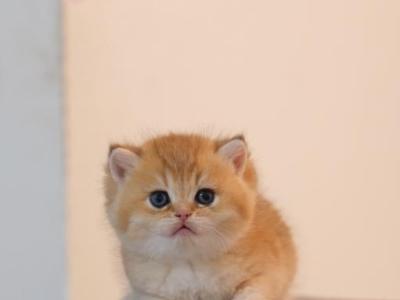 Milo - British Shorthair - Gallery Photo #1