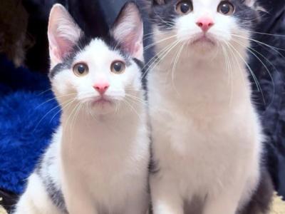 Kittens Male Black & White And Tabby & White - Domestic - Gallery Photo #1