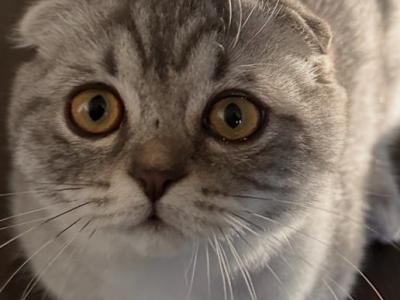 Boss - Scottish Fold - Gallery Photo #1