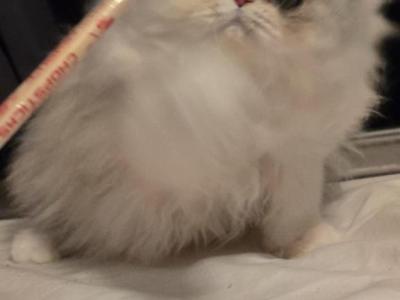 Longhair Extreme Calico - Persian - Gallery Photo #1