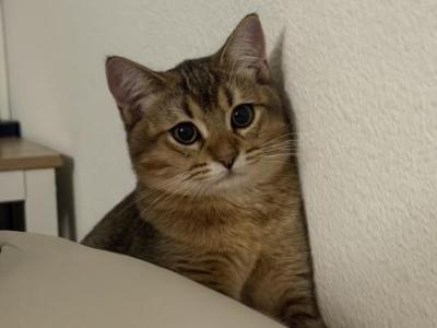 Mochi - British Shorthair - Gallery Photo #1