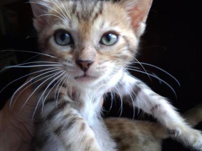 Co Co's Litter - Bengal - Gallery Photo #1