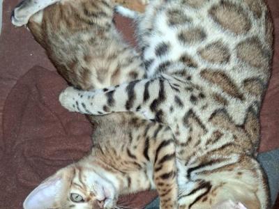 Bengal - Bengal - Gallery Photo #1