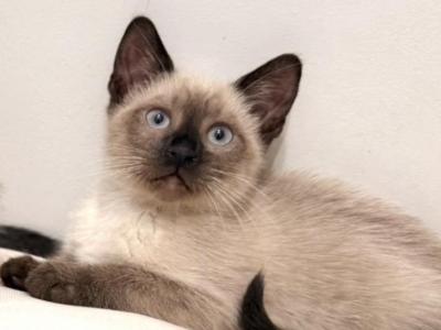 Adorable Siamese Kitty - Siamese - Gallery Photo #1