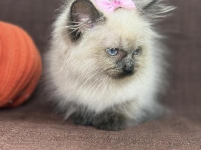Ragdolls - Ragdoll - Gallery Photo #1