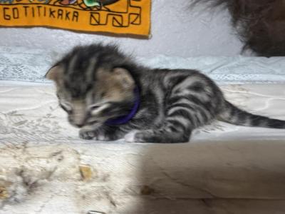 LF3 - Bengal - Gallery Photo #1