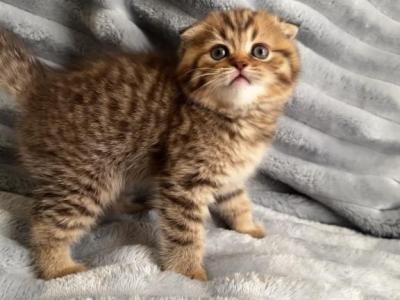 Scottish - Scottish Fold - Gallery Photo #1