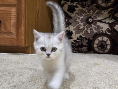Milla - Scottish Straight - Gallery Photo #1