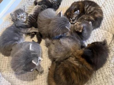 Lola Litter - Maine Coon - Gallery Photo #1
