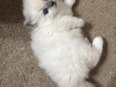 Munchkins - Ragdoll - Gallery Photo #1