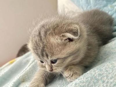 Mariam - Scottish Fold - Gallery Photo #1