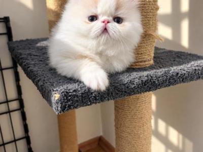 Aslan - Persian - Gallery Photo #1