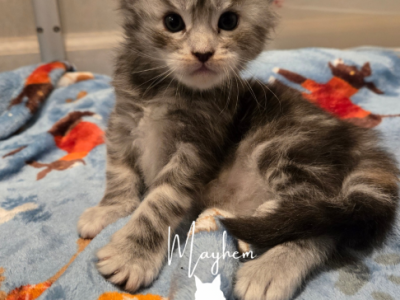 Elain - Maine Coon - Gallery Photo #1