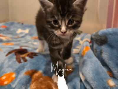 Rhysand - Maine Coon - Gallery Photo #1