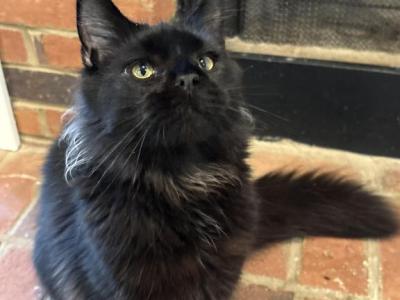 Norm Solid Black Maine Coon - Maine Coon - Gallery Photo #1