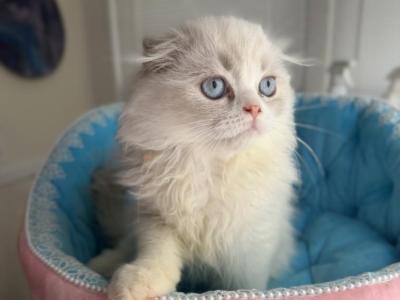 Fluff - Scottish Fold - Gallery Photo #1