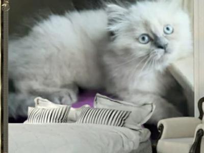 Isla And Pierre - Siamese - Gallery Photo #1