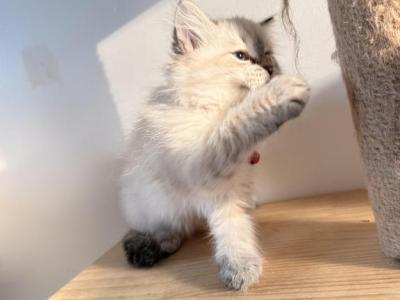 Gia - Siberian - Gallery Photo #1