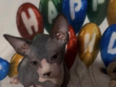 Mommas Sphynx Cattery - Sphynx - Gallery Photo #1