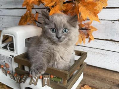 Goldfish - Ragdoll - Gallery Photo #1