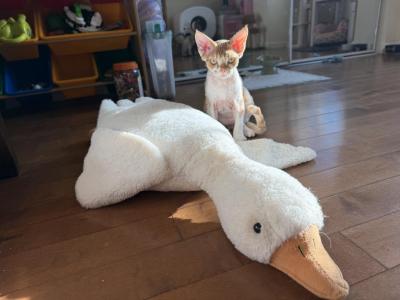 Tiny - Devon Rex - Gallery Photo #1