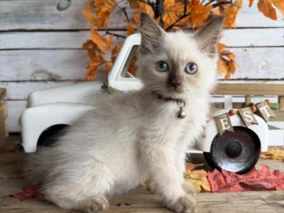 Trout - Ragdoll - Gallery Photo #1