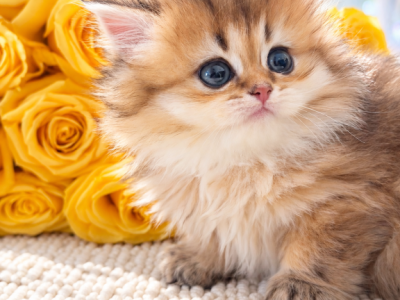 Ava British Longhair - British Shorthair - Gallery Photo #1