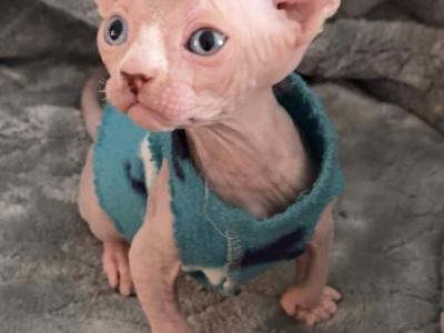 Sphynx Boby - Sphynx - Gallery Photo #1