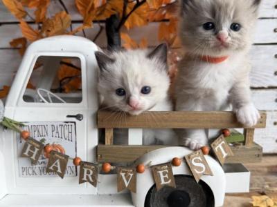 Ember Pumpkin Patch Litter - Ragdoll - Gallery Photo #1