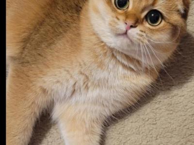 Mia - Scottish Fold - Gallery Photo #1