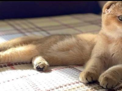 Mila - Scottish Fold - Gallery Photo #1