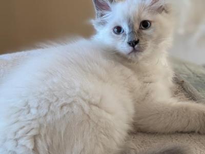 Emma Blue Point - Ragdoll - Gallery Photo #1