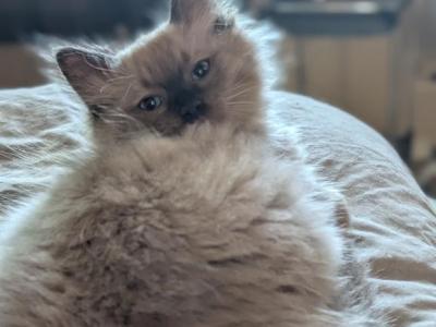 Elliot Sepia Mink - Ragdoll - Gallery Photo #1