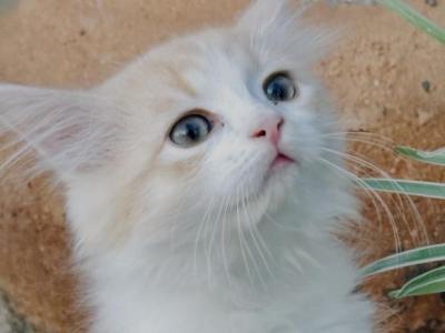Butterball Dollface Persian - Persian - Gallery Photo #1