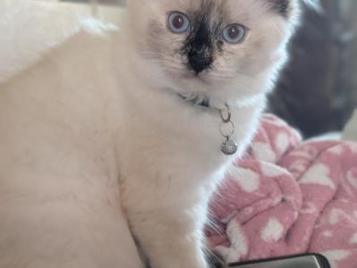 Julia - Ragdoll - Gallery Photo #1