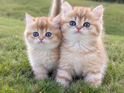 Archie Cobby Type - British Shorthair - Gallery Photo #1