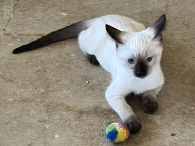 SIAMESE JULY 26 - Siamese - Gallery Photo #1