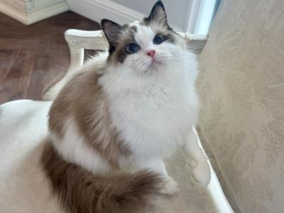 Ragdoll Seal Point Young Adult Female - Ragdoll - Gallery Photo #1
