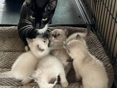 WHISKERS SNOWSHOE - Snowshoe - Gallery Photo #1