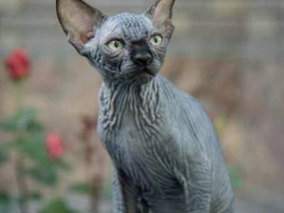 Winston - Sphynx - Gallery Photo #1